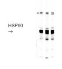 HSP90 | Heat shock protein 90 in the group Antibodies Other Species / Fish Proteins at Agrisera AB (Antibodies for research) (AS05 063)